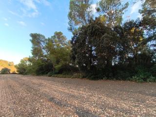 Propriété à Algaida. Finca de pinar en zona tranquila