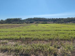 Finca rústica en Sant Joan. Finca de cultivo