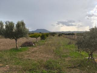 Rural plot in Montuïri. Finca arbolada de frutales