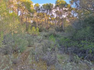 Propriété à Algaida. Finca de pinar