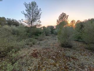 Finca rústica a Algaida. Finca de pinar con partes cerrada