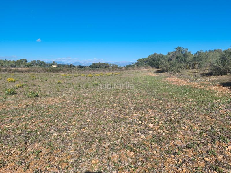 Foto 82e554fc-e7ca-4d35-9543-299cfd75fa75. Landgut in Algaida