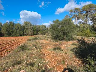 Finca rústica en Algaida. Finca de garriga y pinar