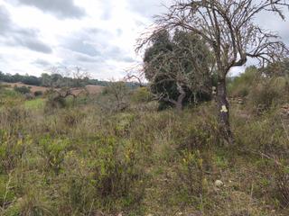 Landgut in Algaida. Finca de garriga