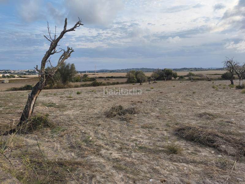 Foto 321b10d8-7315-47c2-9b0a-2b7e4322ed5b. Propriété dans Santa Margalida poble Santa Margalida