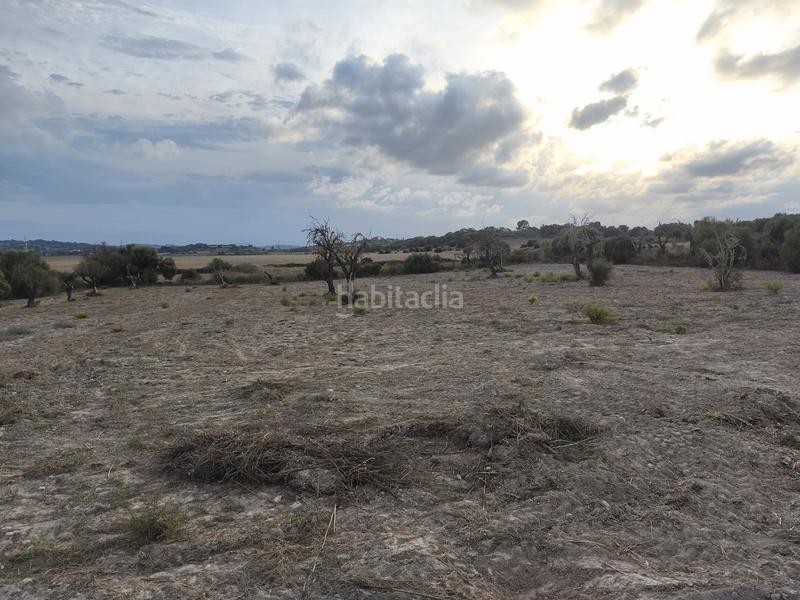 Foto f7c4d9b2-0bf9-49f8-8b0e-219eef2de44b. Propriété dans Santa Margalida poble Santa Margalida