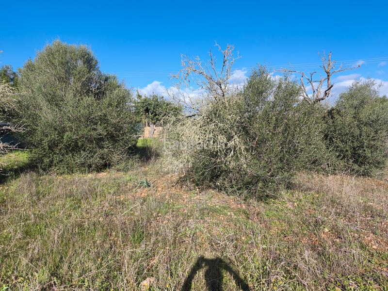 Foto 498bc37c-c2de-4d18-917c-b3982bb6eff2. Fondo rustico in Algaida