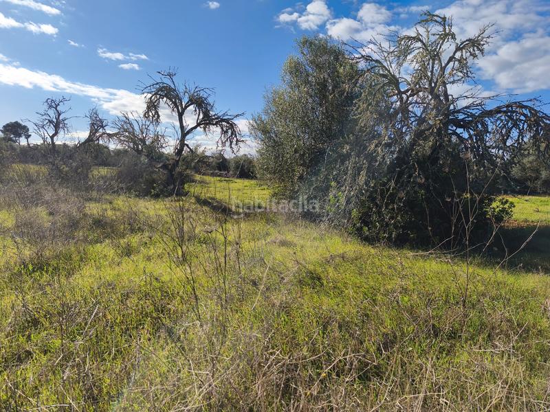 Foto 708cca97-dd5e-4ee3-bd37-9e5e395591fd. Fondo rustico in Algaida