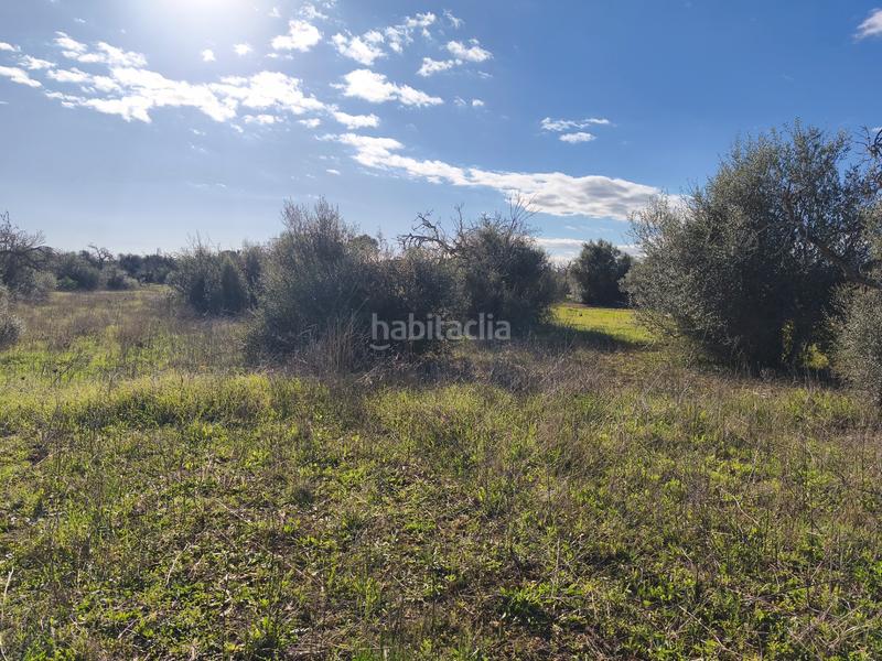 Foto 8d0b3731-4d15-42af-87d6-76a72f9e31bf. Fondo rustico in Algaida