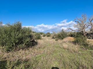 Finca rústica a Algaida. Finca con acebuches