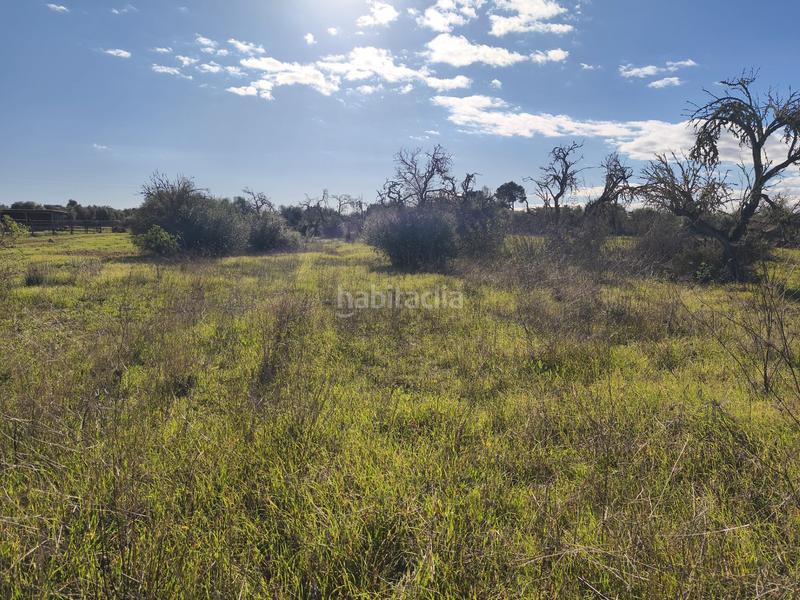 Foto d3245506-cc6e-4281-af93-cdb2c88309d9. Fondo rustico in Algaida