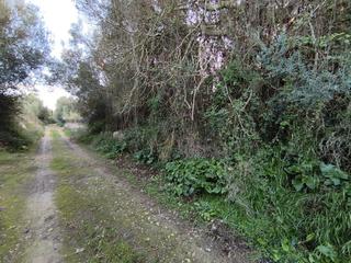 Rural plot in Algaida. Finca de acebuches