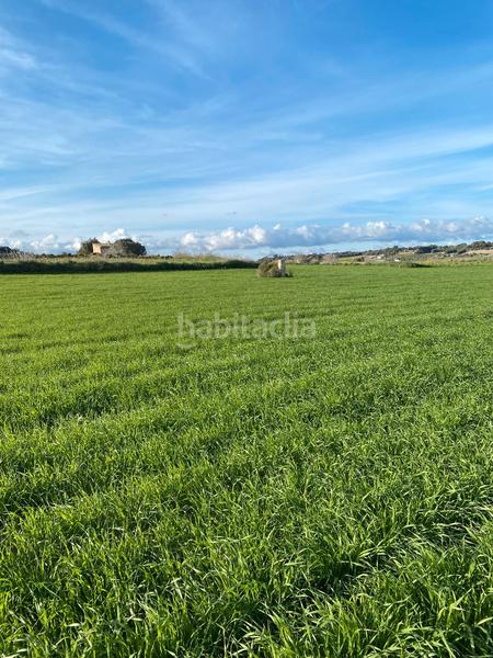 Foto 36b2d010-d3c1-4872-b138-ab269d5c42a3. Propriété dans Santa Margalida poble Santa Margalida