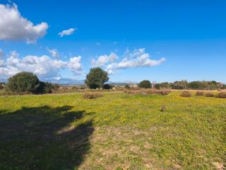 Rural plot in Algaida