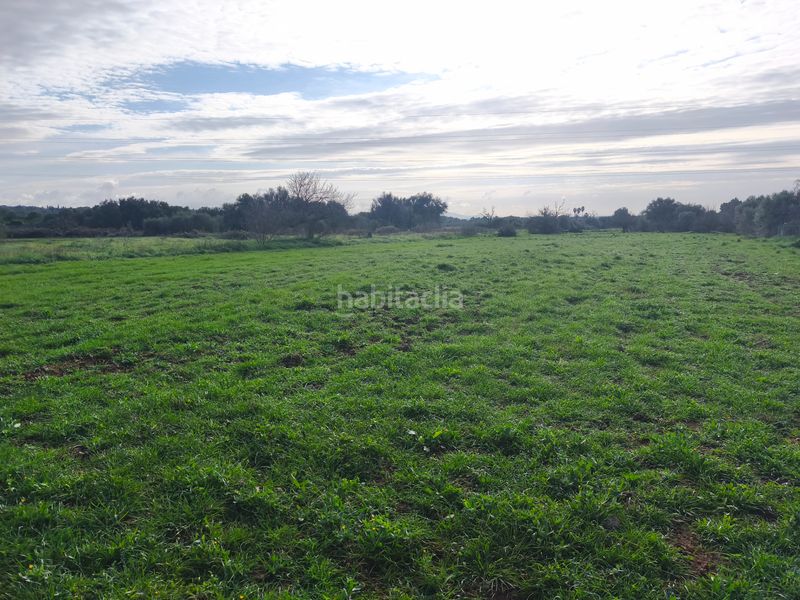 Foto ac6e8dd3-5e1c-4f4a-a8ee-7e51d0a8b66f. Finca rústica a Porreres