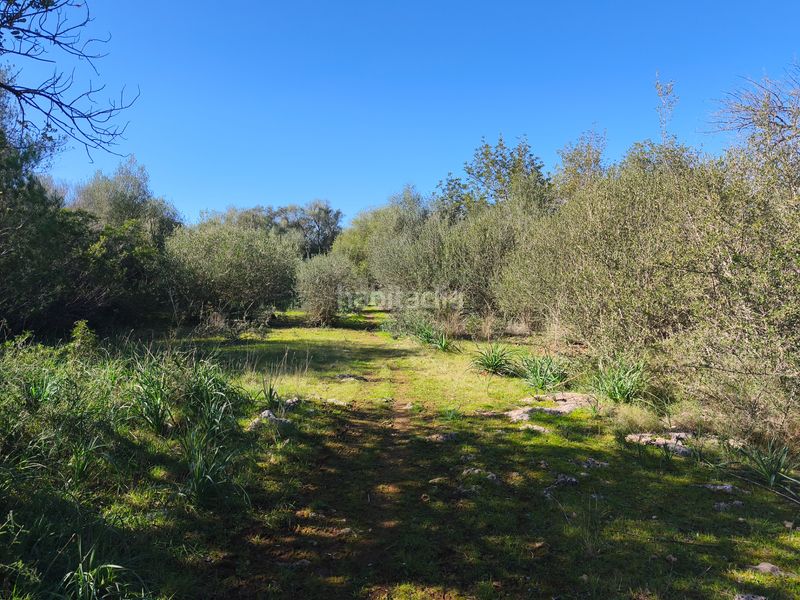 Foto 2b1d7902-bd5d-4e4d-864a-5624de8f31f8. Terreno residencial en carrer ruberts 24 finca edificable cerrada de pared de piedra en Sencelles