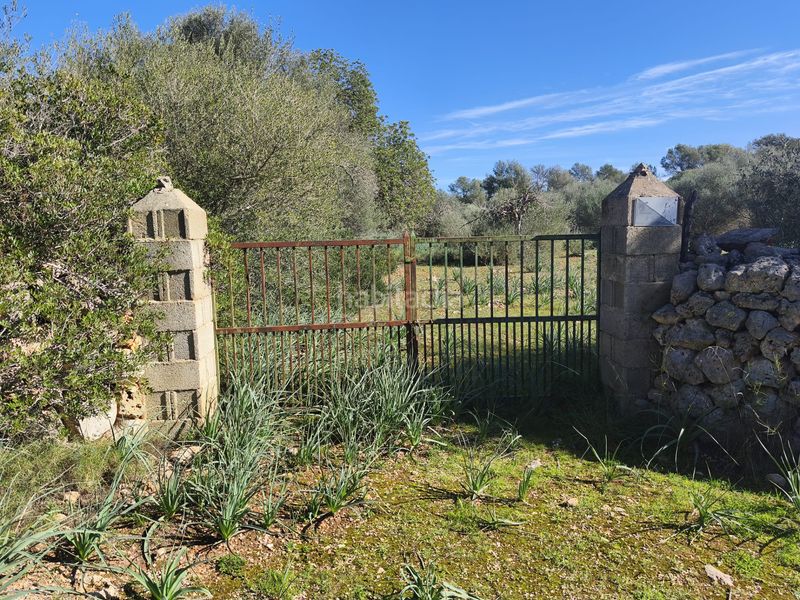 Foto 5e0ae925-7cba-4996-b159-0186a2ef24ba. Terreno residencial en carrer ruberts 24 finca edificable cerrada de pared de piedra en Sencelles
