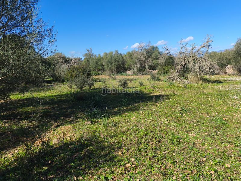 Foto 682ab3fd-1ec4-4600-8014-a72b62695185. Terreno residencial en carrer ruberts 24 finca edificable cerrada de pared de piedra en Sencelles