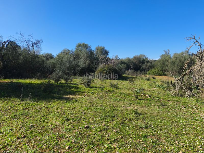 Foto 821fd009-493f-4bbd-90fb-6036d92cb17f. Terreno residencial en carrer ruberts 24 finca edificable cerrada de pared de piedra en Sencelles