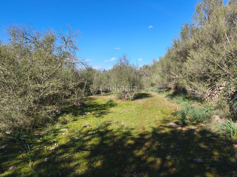 Foto 837e01d6-e482-4729-9013-c854de965e2b. Terreno residencial en carrer ruberts 24 finca edificable cerrada de pared de piedra en Sencelles