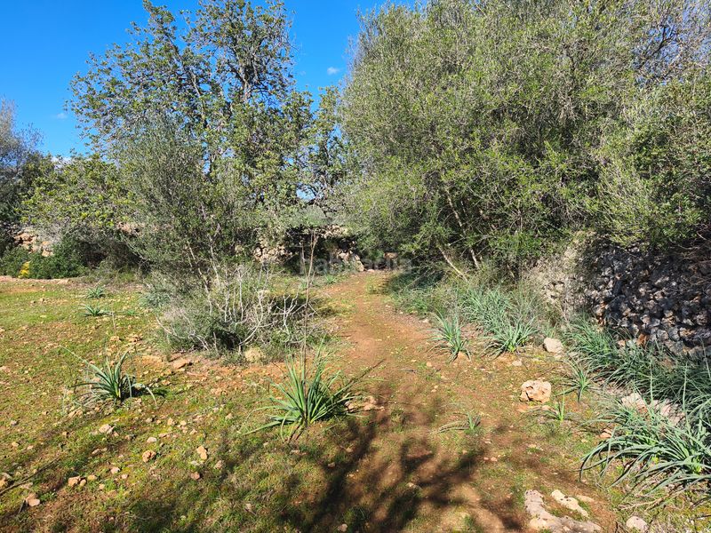 Foto a2236da4-76ba-4b50-ac1a-0affec95bbd8. Terreno residencial en carrer ruberts 24 finca edificable cerrada de pared de piedra en Sencelles