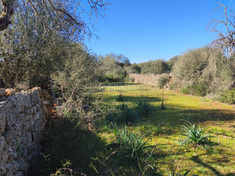 Foto d9ded3b3-8d5e-4b67-bc6a-deb6aebab89a. Terreno residencial en carrer ruberts 24 finca edificable cerrada de pared de piedra en Sencelles
