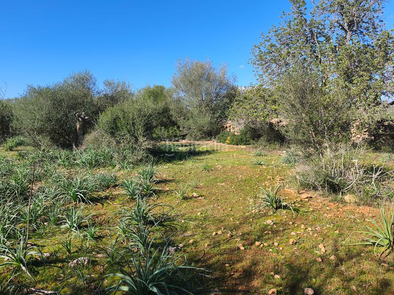 Foto f2ce4752-9739-4992-9917-74d1be951c47. Terreno residencial en carrer ruberts 24 finca edificable cerrada de pared de piedra en Sencelles
