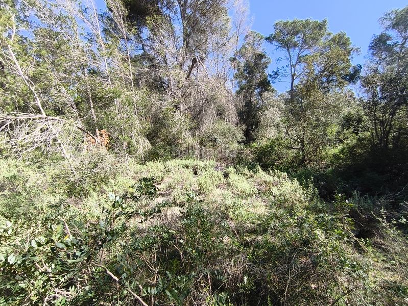 Foto 9a8c8895-27c5-42fb-80d1-e85679204e1d. Finca rústica en Montuïri