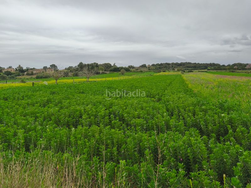 Foto 0a78bd0f-4a79-4681-bb87-869d80fe5a24. Finca rústica a Lloret de Vista Alegre