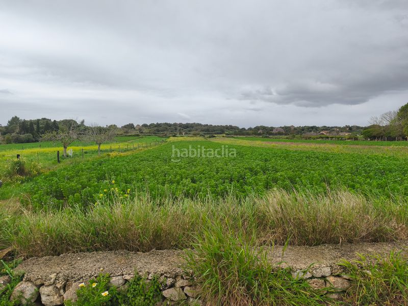 Foto 53e1c136-1082-497b-8966-90a70fcae275. Finca rústica a Lloret de Vista Alegre