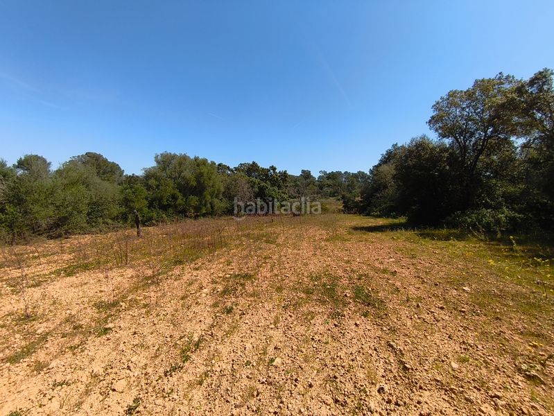 Foto 02299163-5216-428c-bbf9-140c115689ff. Casa dos fincas edificables juntas en Son Gual Palma de Mallorca