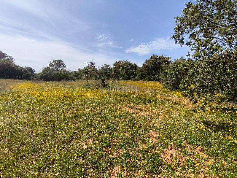 Foto 10a7dd7d-0c2d-436b-b929-830a34a9ed60. Casa dos fincas edificables juntas en Son Gual Palma de Mallorca