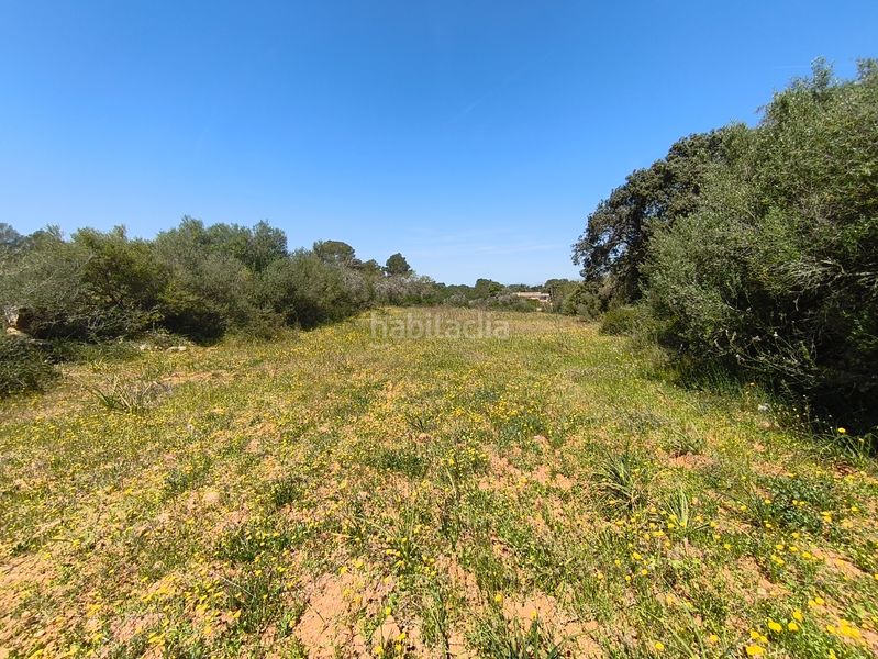 Foto 3a567512-62de-458e-9aa9-349954a1f294. Casa dos fincas edificables juntas en Son Gual Palma de Mallorca