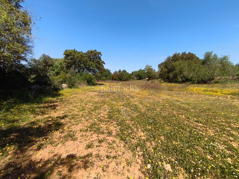 Foto b292f832-a420-4aff-b9e4-61f86f3073b0. Casa dos fincas edificables juntas en Son Gual Palma de Mallorca