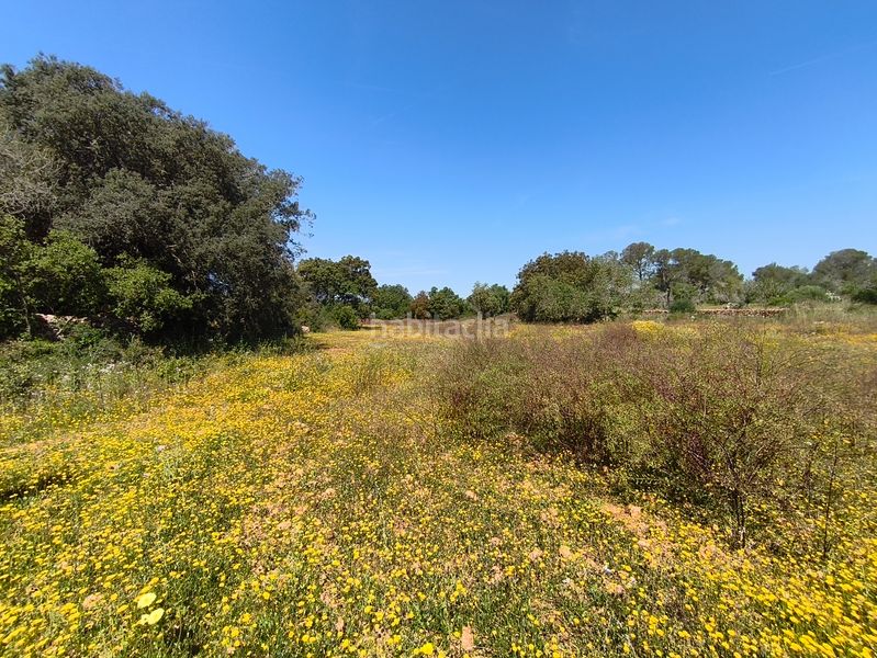 Foto b2a44128-e30b-4508-acb1-0ab6cbb234a0. Casa dos fincas edificables juntas en Son Gual Palma de Mallorca