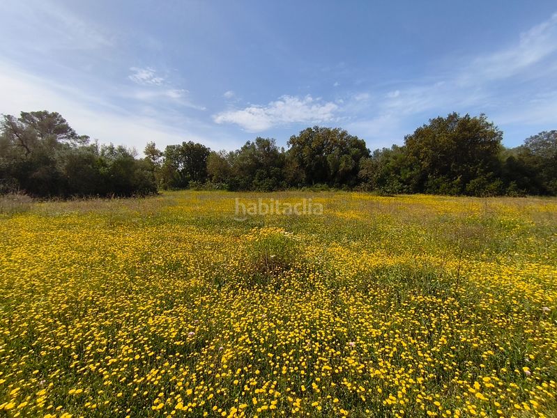 Foto bdca4b87-4468-430c-acb9-09bbb9db17ac. Casa dos fincas edificables juntas en Son Gual Palma de Mallorca