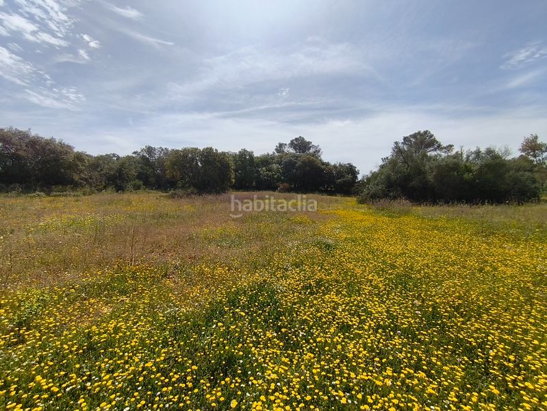 Foto e6b7ed02-ebfd-4233-88a5-75055e65968b. Casa dos fincas edificables juntas en Son Gual Palma de Mallorca