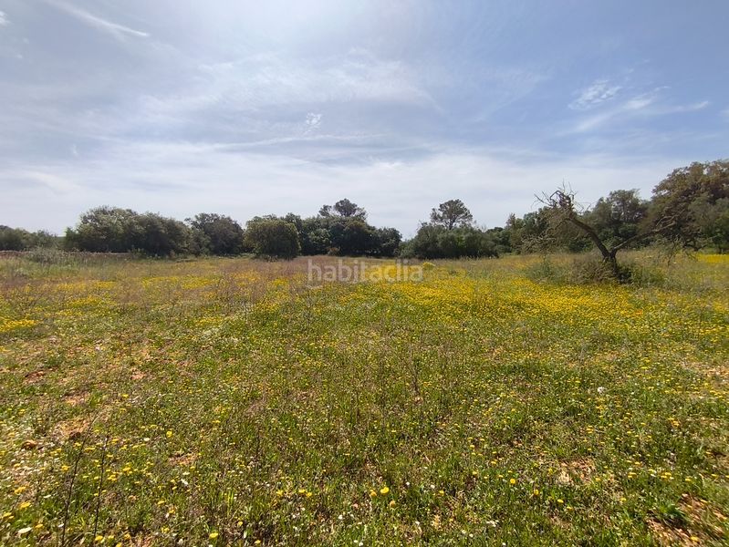Foto e7c7a00b-26f6-4050-b4f9-8d303041b0e2. Casa dos fincas edificables juntas en Son Gual Palma de Mallorca