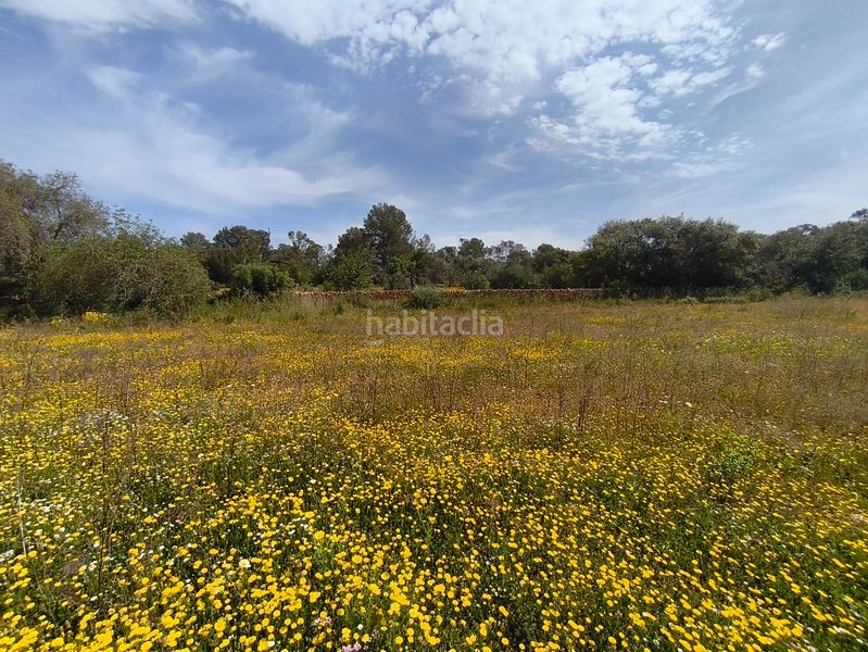 Foto ef6629b3-688c-44a7-83f5-93b76973ad96. Casa dos fincas edificables juntas en Son Gual Palma de Mallorca