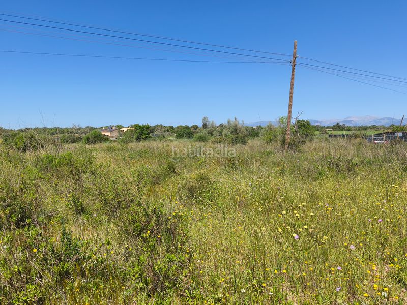 Foto fd525fde-9551-4c46-8c53-623c8fe154c1. Finca rústica a Algaida