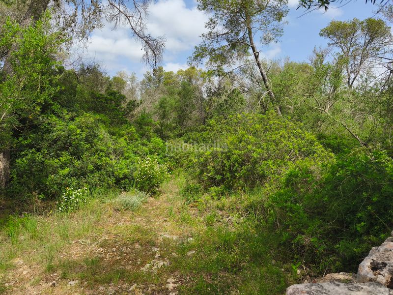 Foto a9c78bd1-2349-4e1b-887e-4eeec1da5912. Finca rústica a Lloret de Vista Alegre