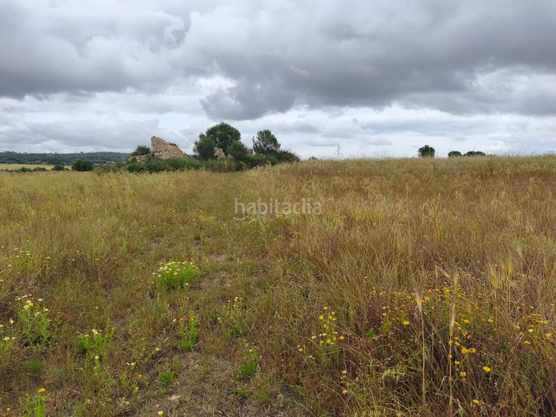 Foto 9c35b8a3-5a7f-4ad9-83a1-8f2598c6a519. Finca rústica finca edificable en Sineu
