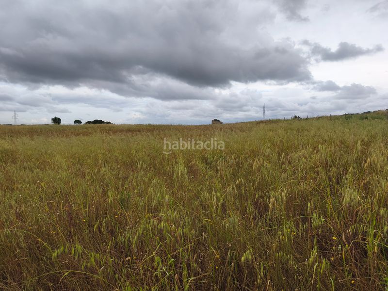 Foto fdb0ea4d-a086-488a-a025-b6bf977168b9. Finca rústica finca edificable en Sineu