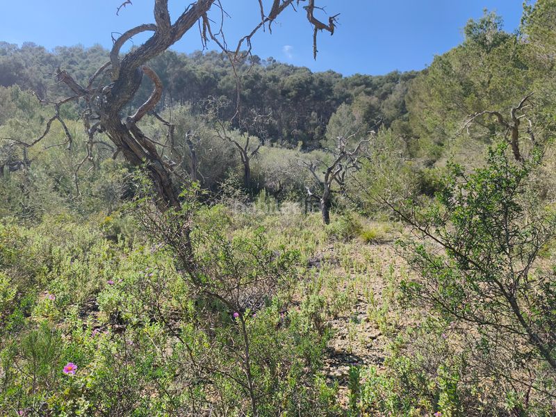 Foto 203d05d3-a900-41bb-96b4-9c663b33f2db. Finca rústica a Algaida