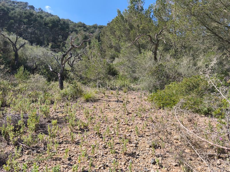 Foto 4343471d-8813-42c7-8f8b-a40f22295906. Finca rústica a Algaida