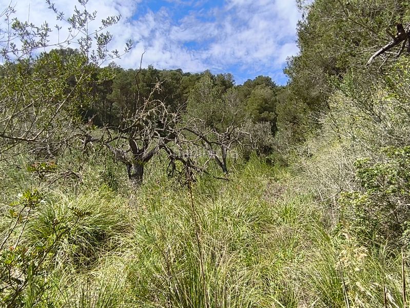 Foto 69cda75b-85d6-4148-9c56-a408004daaa4. Finca rústica a Algaida
