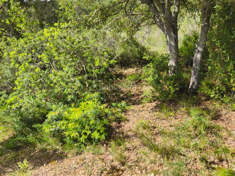 Foto af8fe895-d79b-4a88-861f-43a2cf480e24. Finca rústica a Algaida