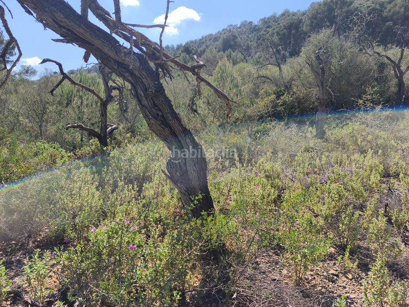 Foto c87670a9-91f7-4d02-8e58-926ba0513c23. Finca rústica a Algaida