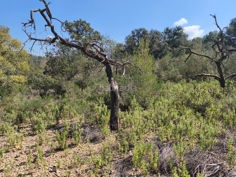 Foto f5ed90e0-fb05-4564-aff3-b5768e6c2d26. Finca rústica a Algaida