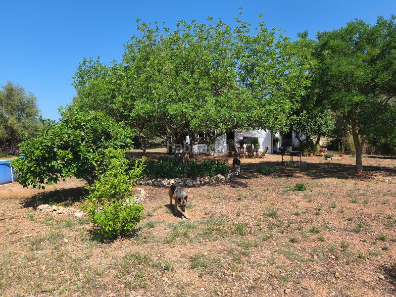 Foto 5ba88f0c-fa92-449d-9d1d-69c5d7c67ff4. Xalet amb xemeneia a Algaida